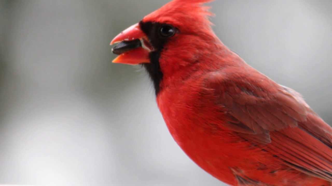 Extreme Close-up of a Cardinal eating sunflower seeds.