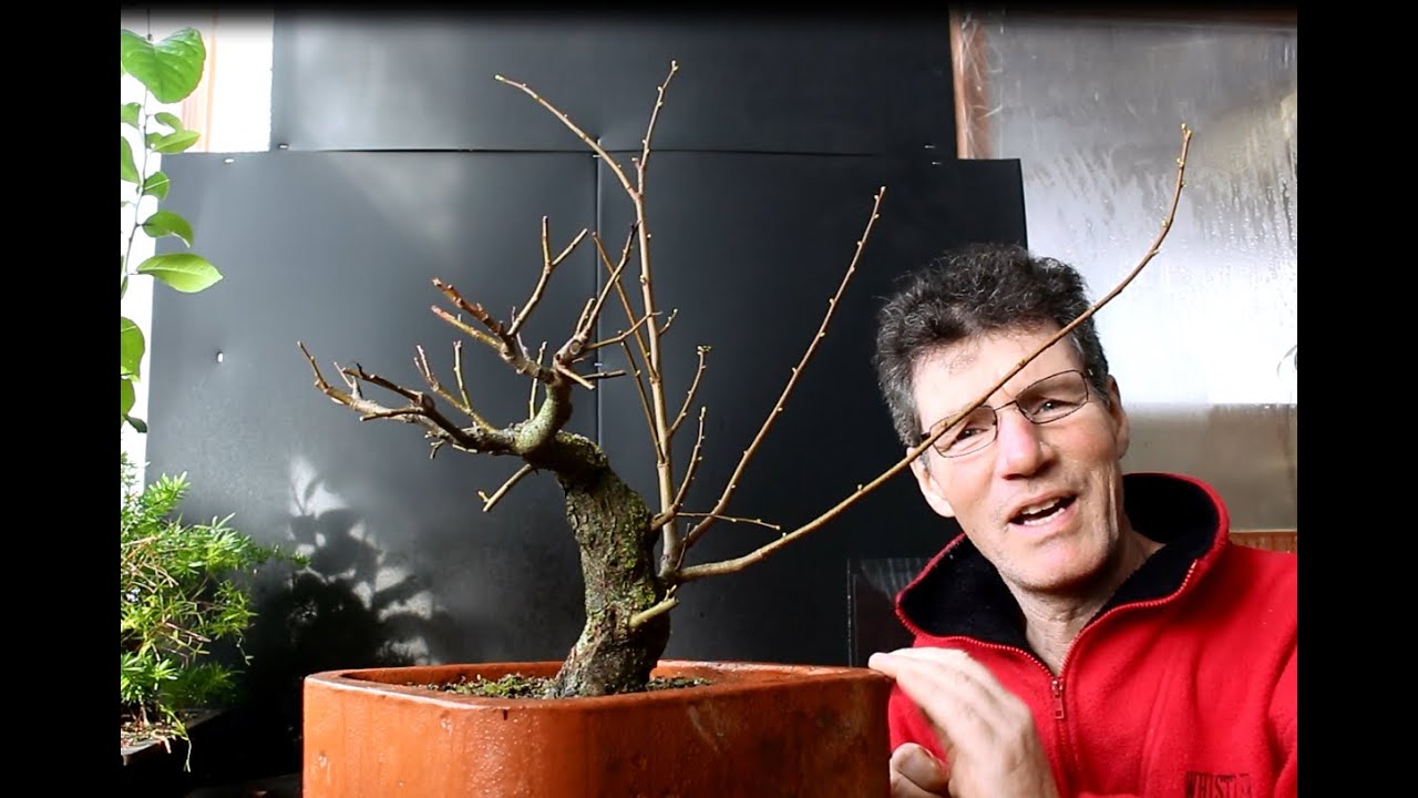 Small Leaf Linden Bonsai, Feb 2016