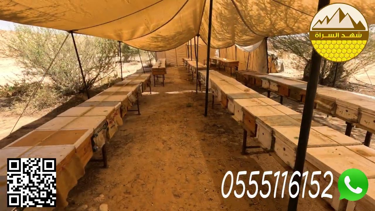 بحمد الله: أتممنا عملية نقل النحل إلى مرعى أزهار الطلح في الأودية الصحراوية لإنتاج عسل الطلح الصافي