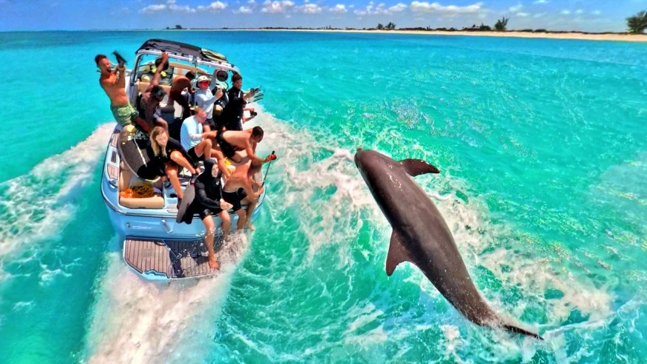 Boating With Dolphins in Paradise!
