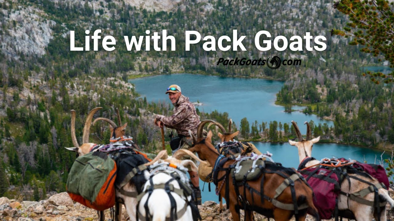 Life with Pack Goats