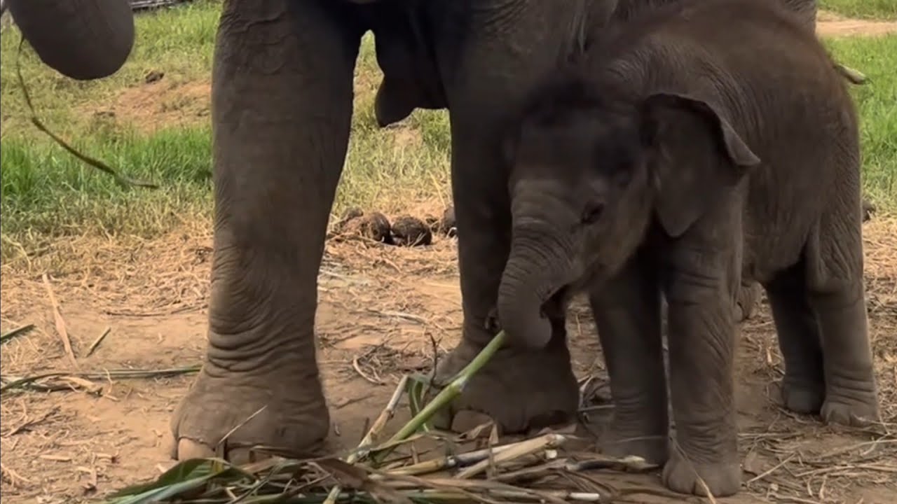 Too Cute! This Baby Elephant Thinks Mom’s Food is His Food!