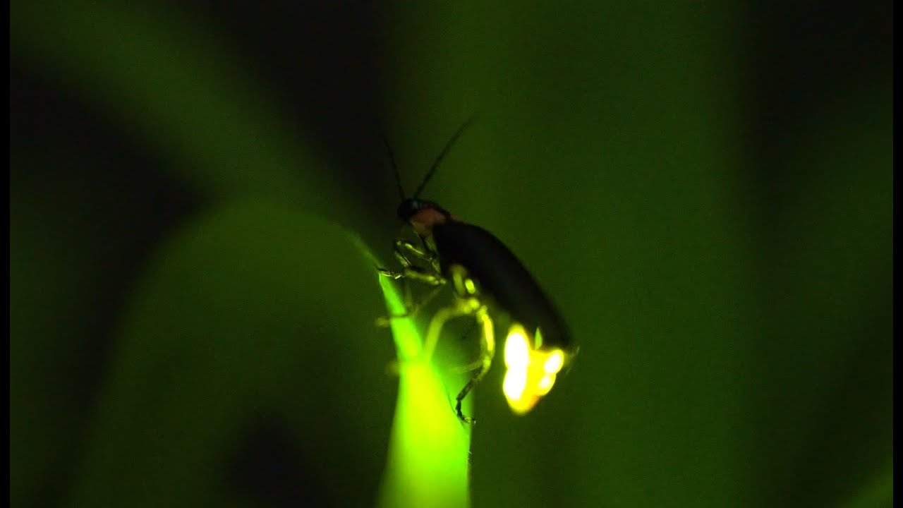 Collecting Fireflies in Colorado! | Butterfly Pavilion