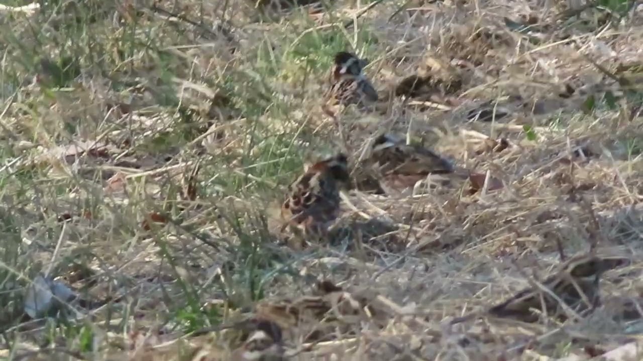 カシラダカ_7_小宮公園_ Rustic Bunting_4K