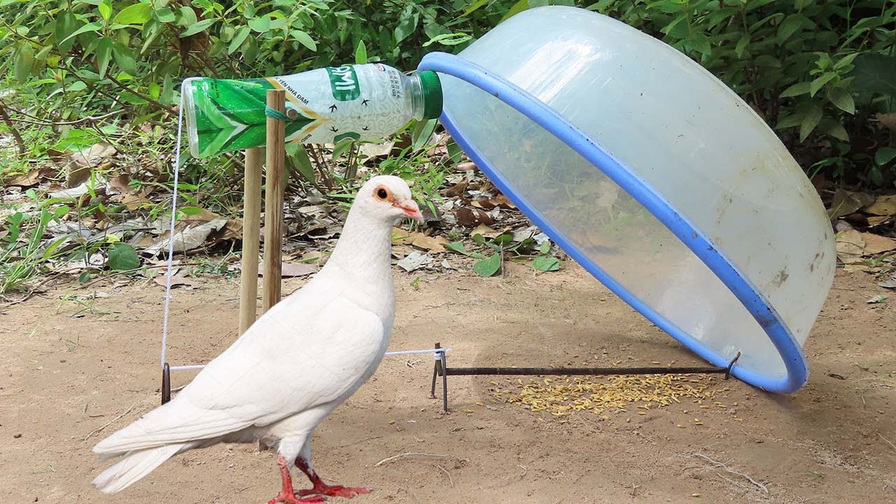 DIY Bird Trap - Easy Method Pigeon Trap Using Plastic Tools And Woods