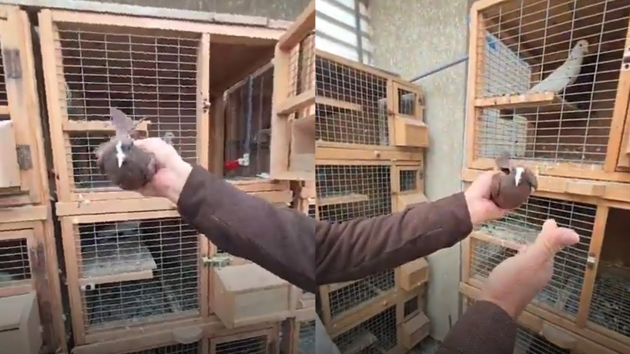 افراخ بغداديات خط اول مال عمي رعد الذهبي 