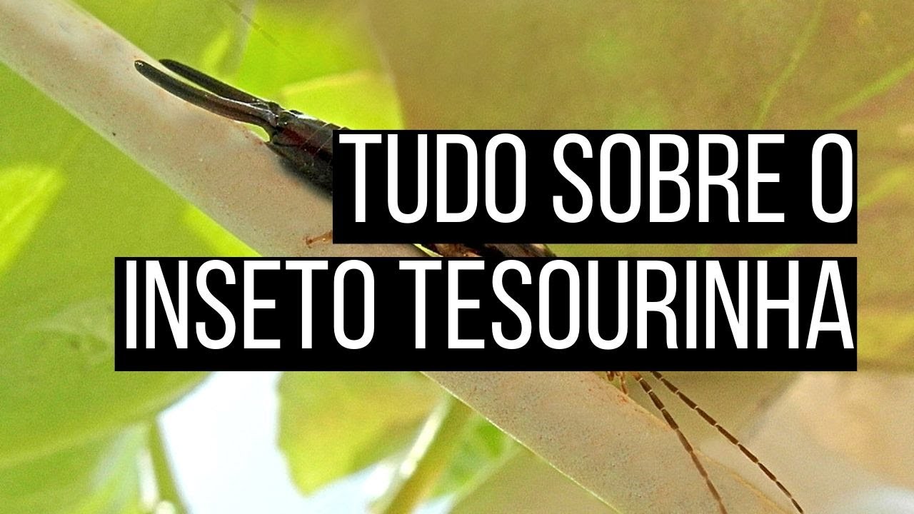 Guia completo sobre o inseto tesourinha