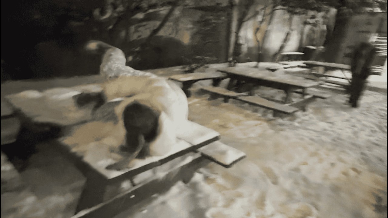 DANGEROUS SNOW BATTLE (bloodshed)