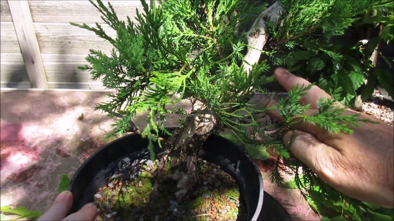 Tanuki Bonsai July 2018