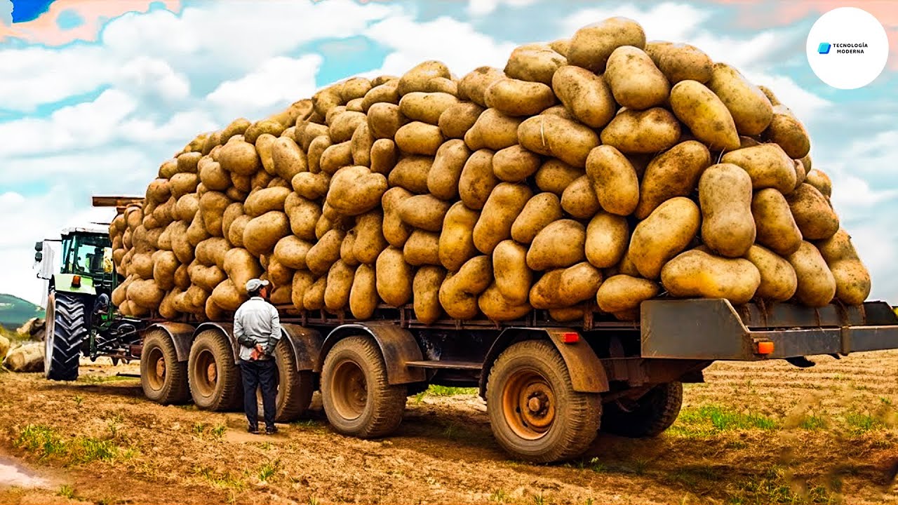 Como Se Hace Plantar, Cosechar Y Producir Patatas Utilizando Maquinaria Moderna En La Fábrica