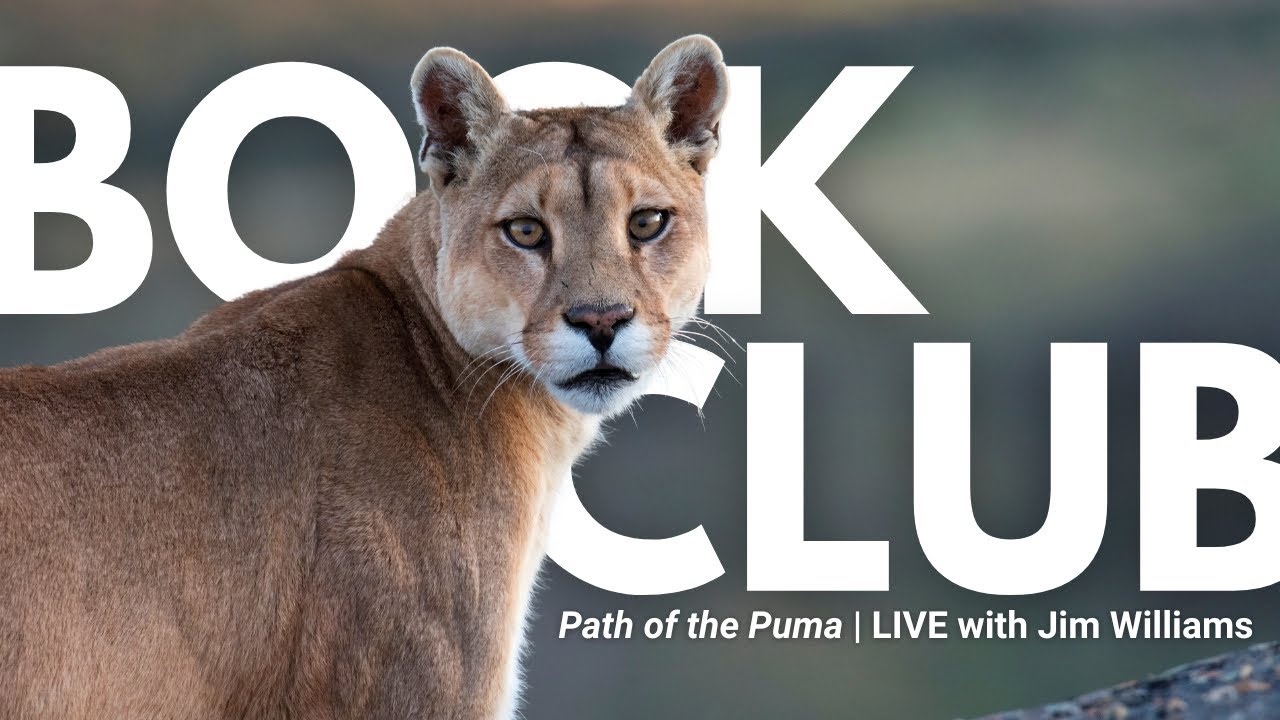 Wildlife Biologist Jim Williams Reveals 40 Years of Mountain Lion Secrets | Rewildology Book Club
