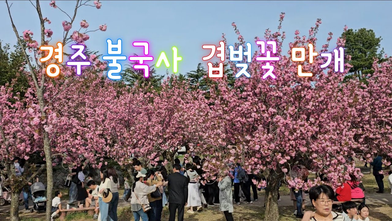 경주 불국사 겹벚꽃이 만개했어요 ,19일 오후
