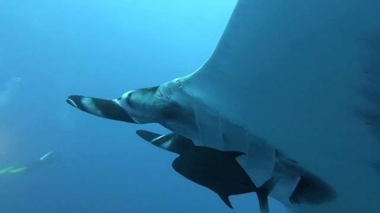 Socorro Island, Mexico. The same Giant Manta came back to me again!!