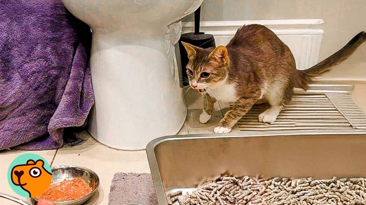 Watch This Cat’s Transformation the Moment She Feels Safe | Cuddle Buddies