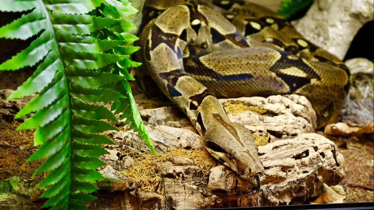 BOA CONSTRICTOR 8FT ENCLOSURE!