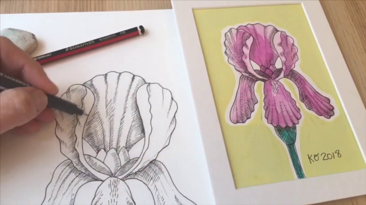 Comment dessiner des Iris