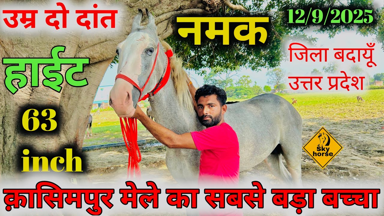 कासिमपुर घोड़ा मेले में नईम भाई लेकर पहुँचे अद्भुत घोड़ा | #kasimpurghoda2025