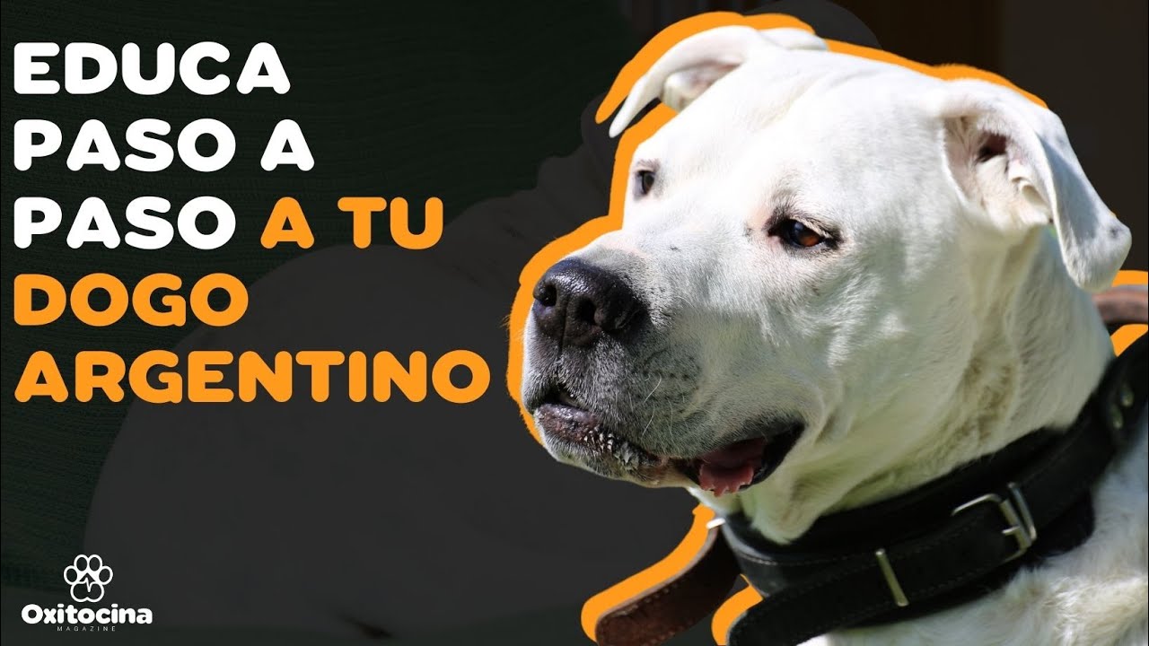 7 CONSEJOS PARA EDUCAR A TU DOGO ARGENTINO