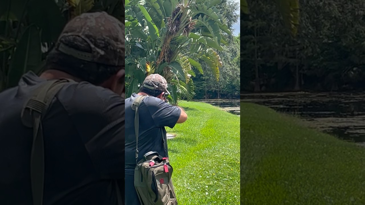 Smoked em&rsquo; {Shooting Giant Iguanas with PCP Air rifle} #hunting #iguana  #shorts