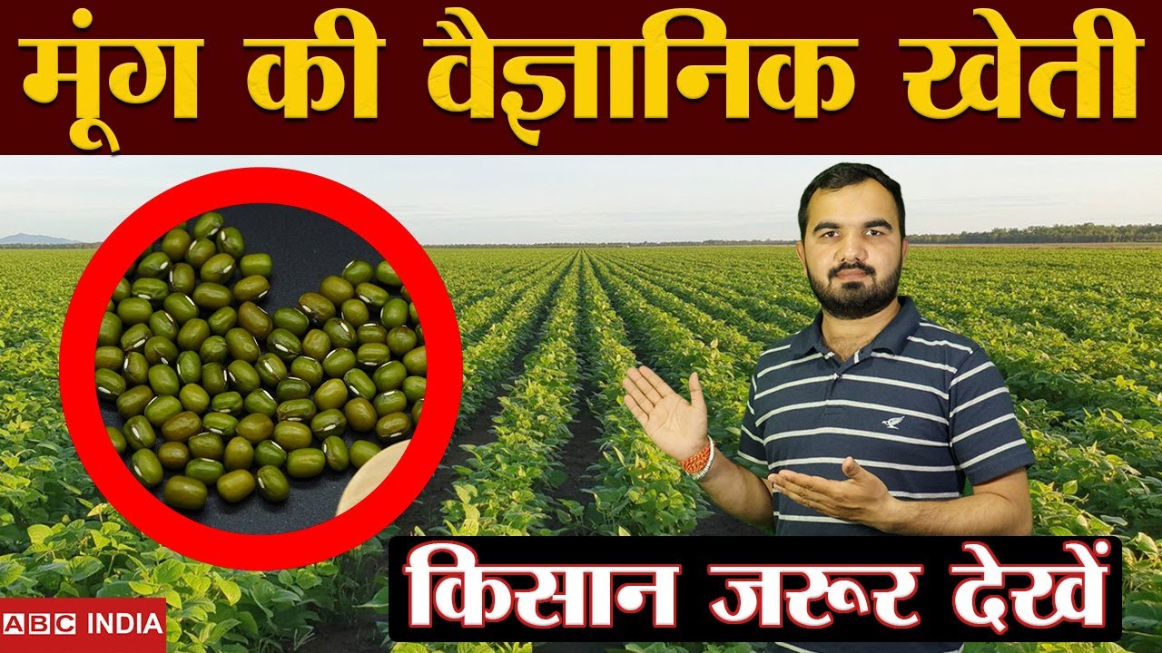 मूंग की वैज्ञानिक खेती | Best Variety of Mung | Moong farming | Moong ki kheti | Moong top variety