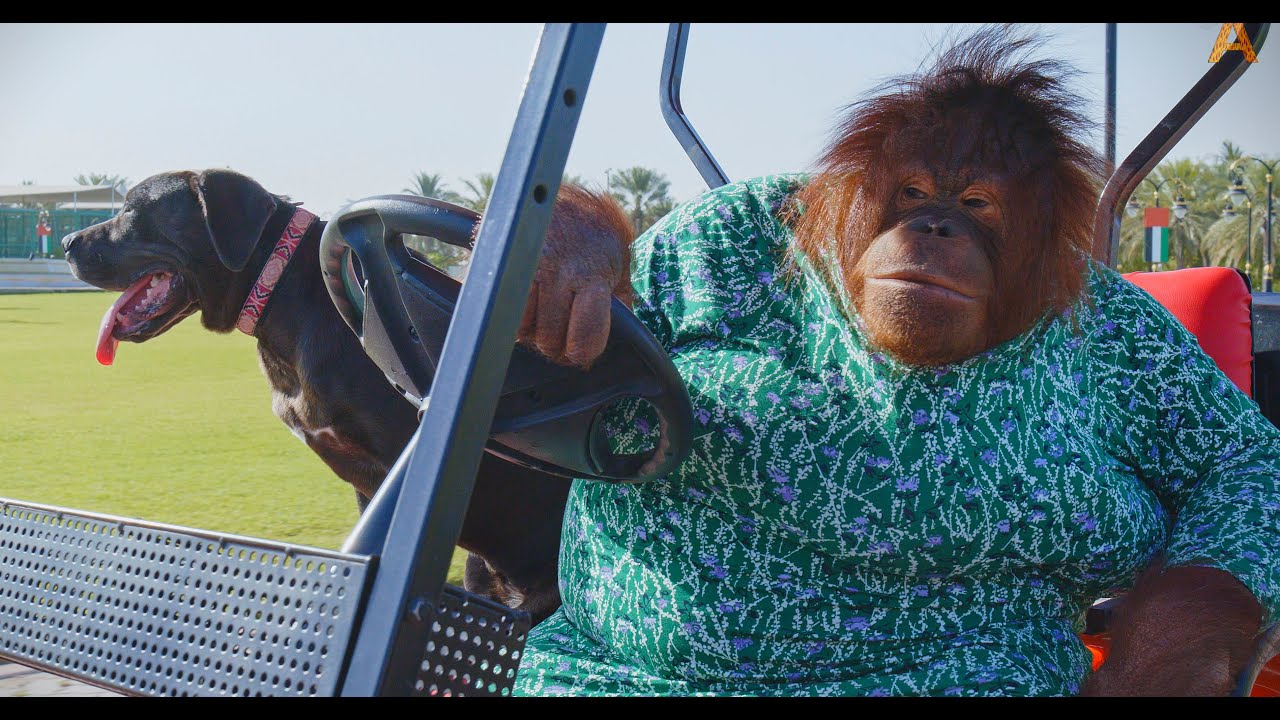 Animalia - Orangutan Rambo and pal Blue go for a spin together