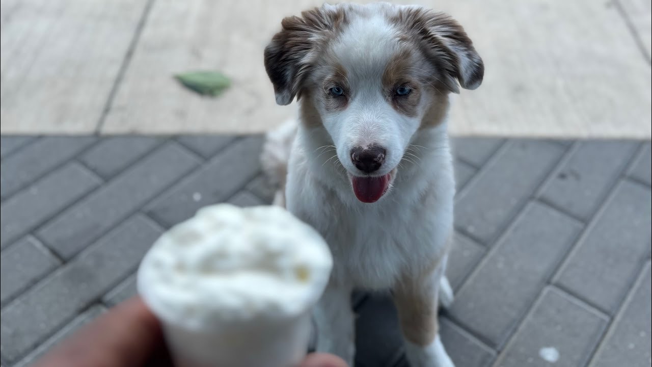  Remi the 3 Month Old Aussie’s Training Journey, Building the Foundation ✨