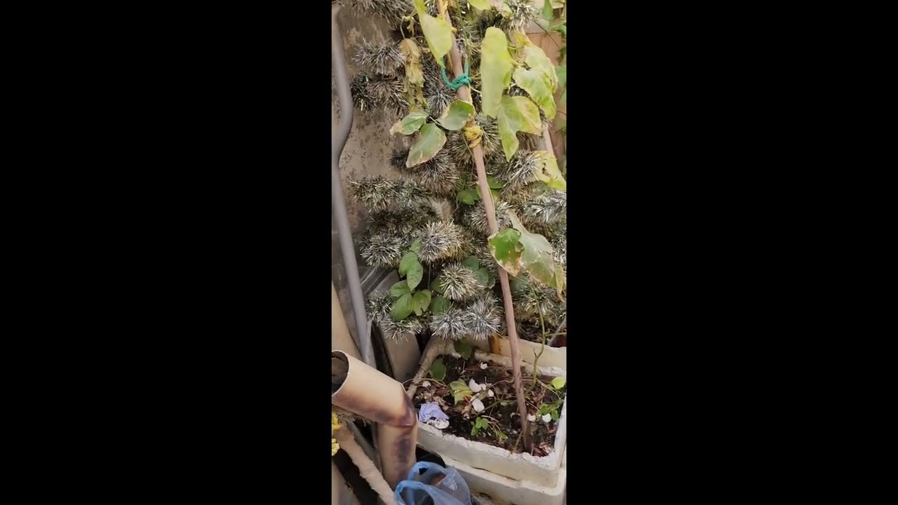 Passion of Gardening 🪴