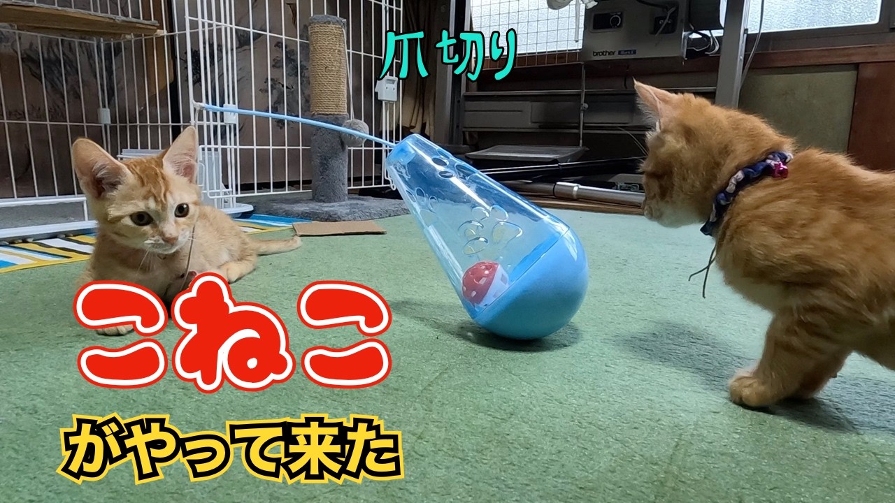 子猫がやって来た‼️😊　　「爪切り」