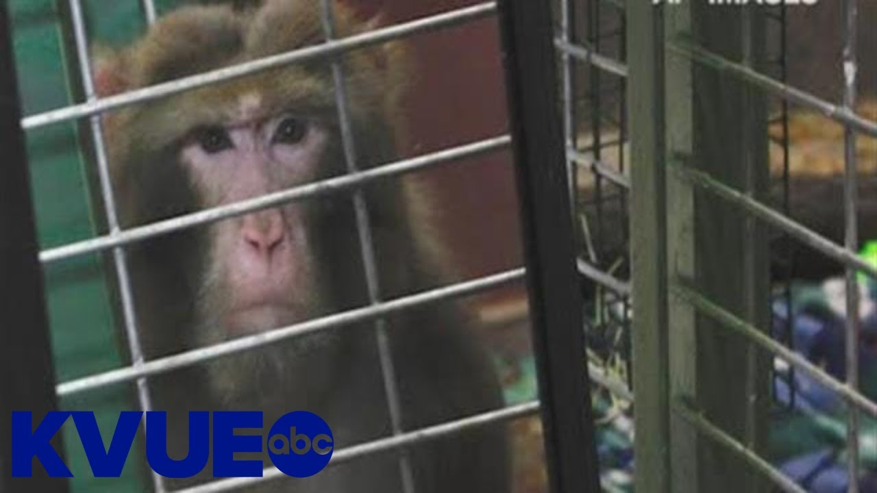 KVUE Defenders: Neuralink refutes animal abuse claims | KVUE