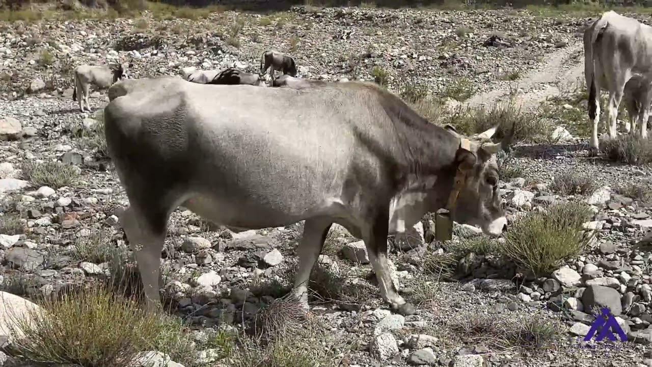 Bivongi: Le Vacche podoliche si dissetano presso la Fiumara Stilaro