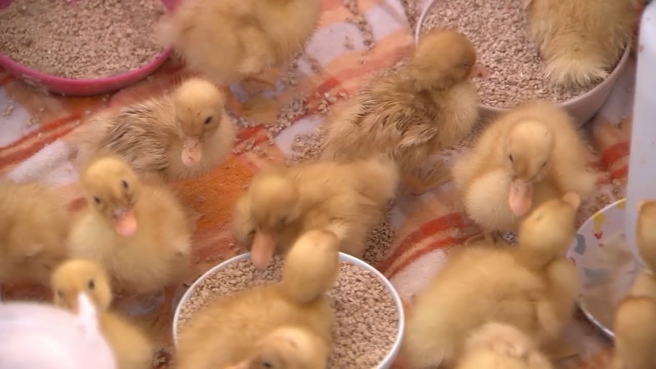 Dozens of duck eggs hatch before cooking, leaving Southern CA sanctuary with influx of ducklings
