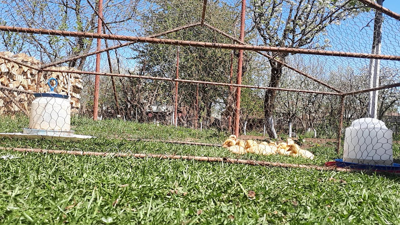 Quiet ducks