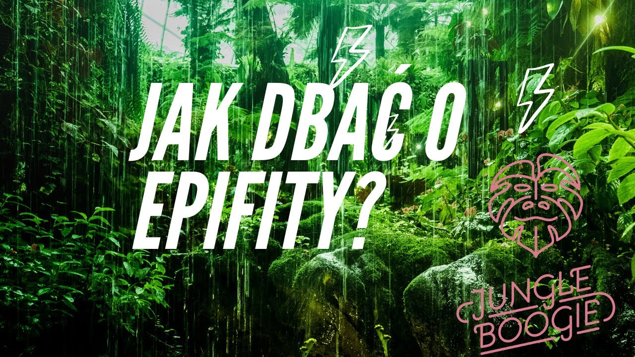 Jak dbać o rośliny epifityczne? Pielęgnacja i podlewanie.