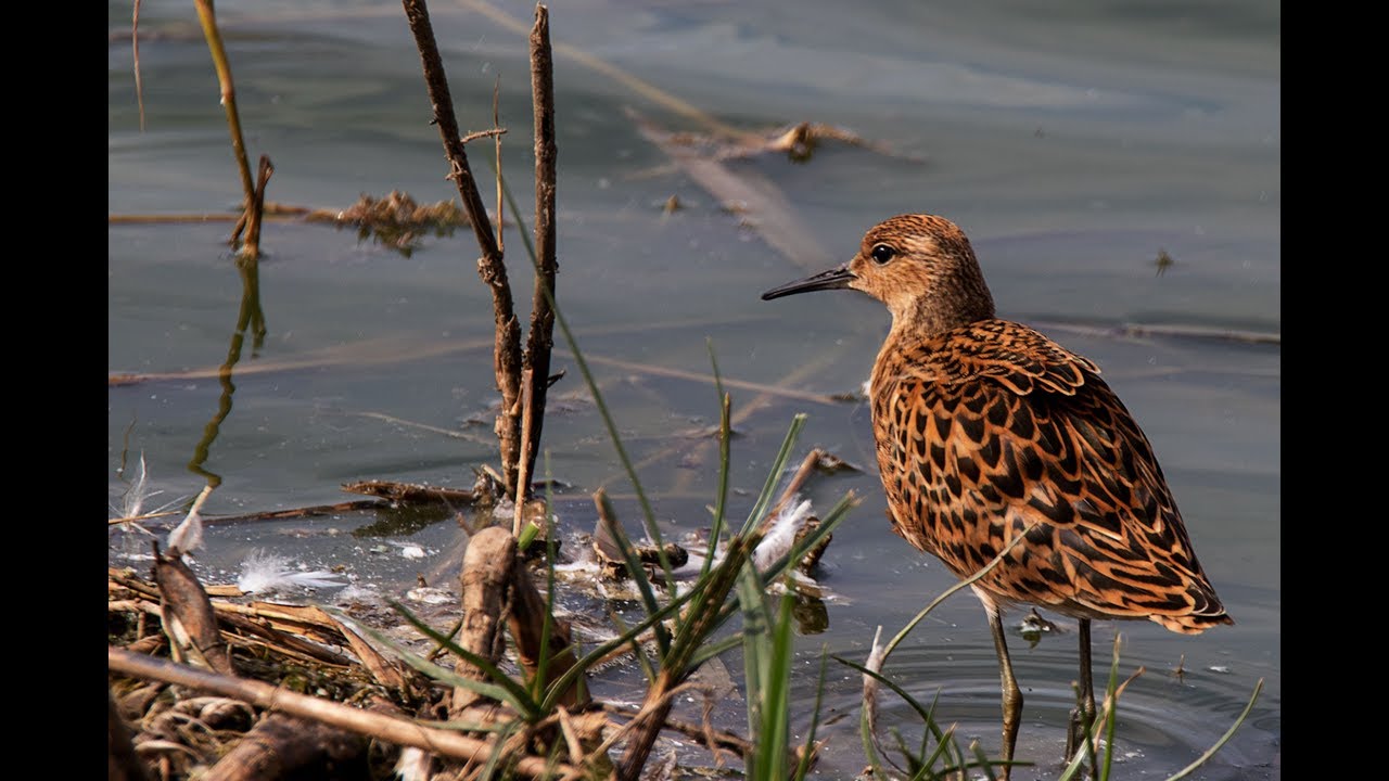 RSPB Frampton Marsh 06 09 2018