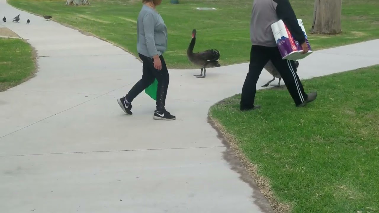 Swans at the park