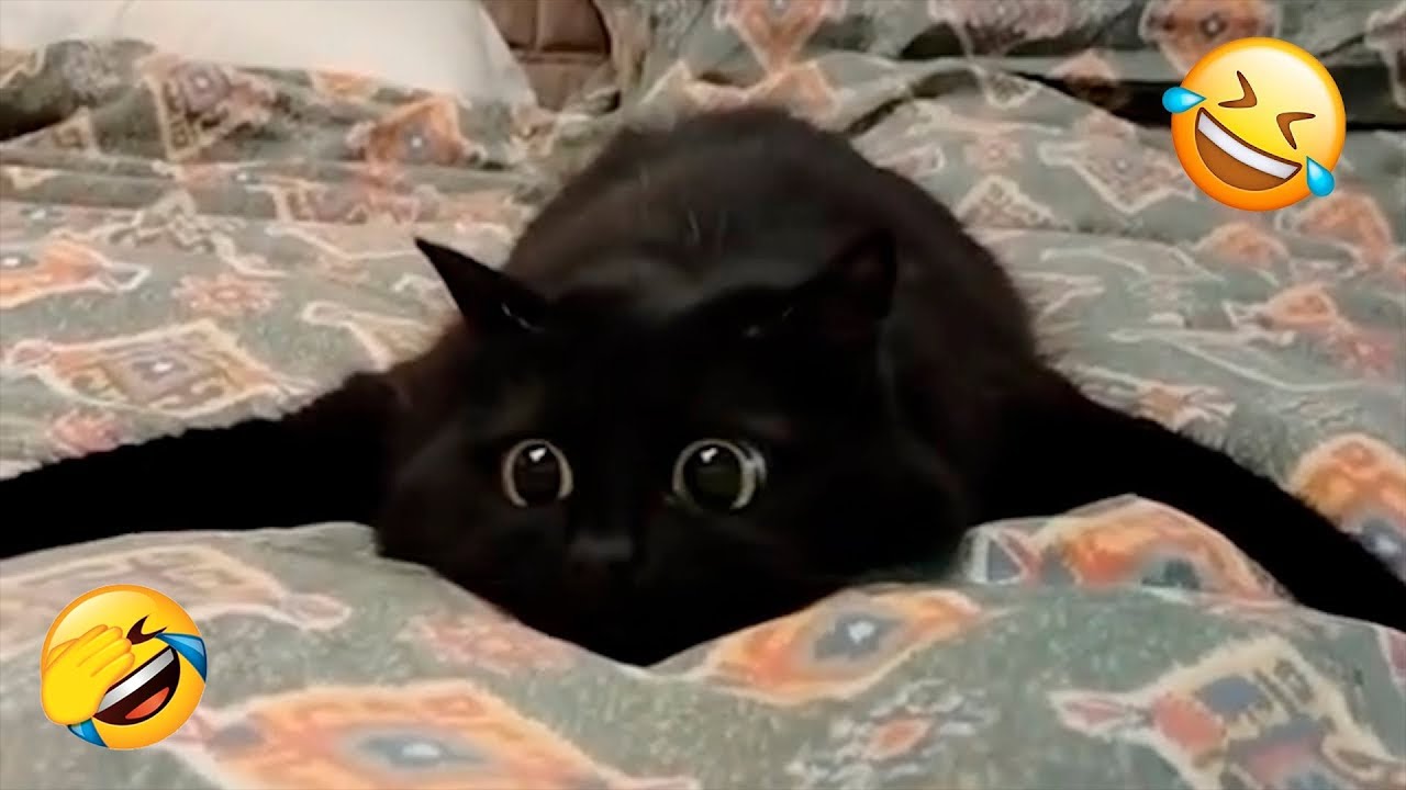You Laugh You Lose 😻 Funniest Cats and Dogs 2026😂 Part 5