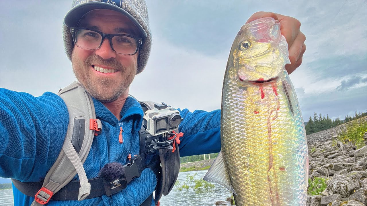 Bank Fishing Columbia River Shad + Hooked A Salmon