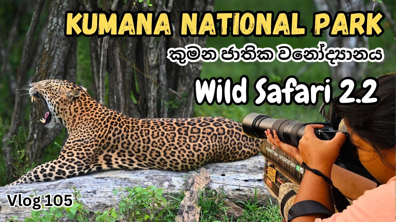 Kumana National Park 🇱🇰 2.2 🐘කොටි හොදටම බැලුවේ මේ Safari එකේදි 🐆 කිඹුලා ඒ මුවෙක්ද කෑවේ 🐊