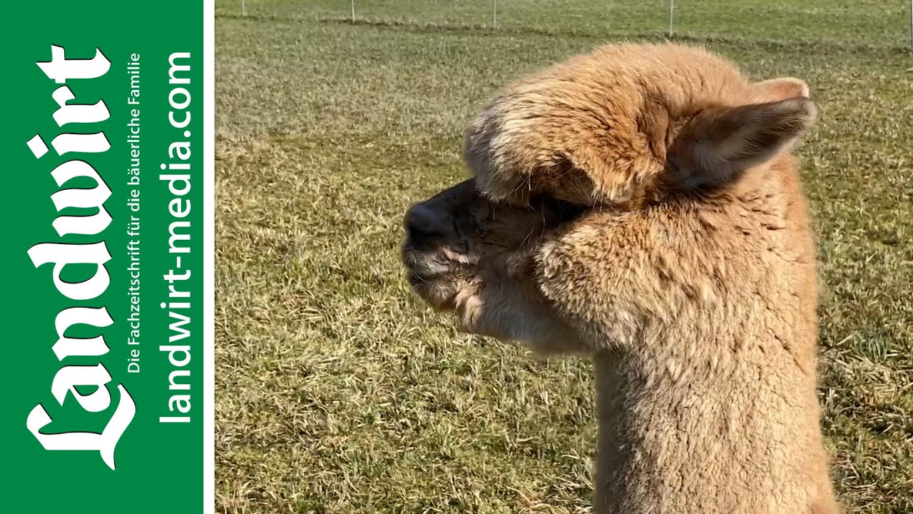 Alpaka-Zucht in Niederbayern | landwirt-media.com