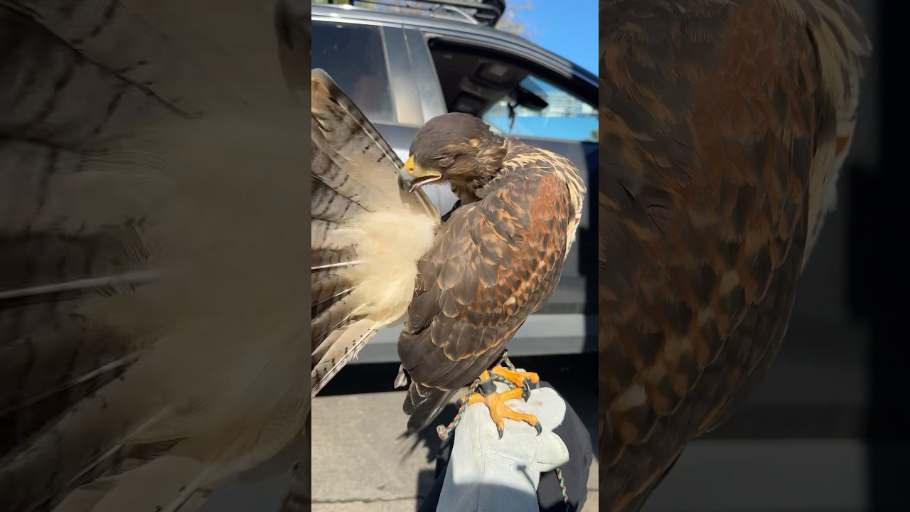 Harris hawk preening his feathers to keep them in good condition. 🪶 #harrishawk