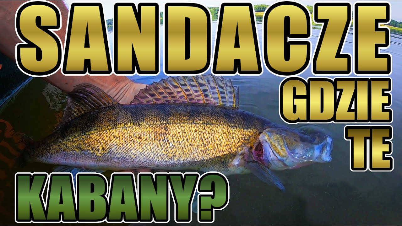 Sandacz. Gdzie te kabany?