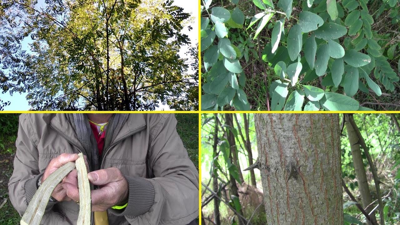 ROBINIA (Black locust) - Riconoscere gli alberi - Episodio 3