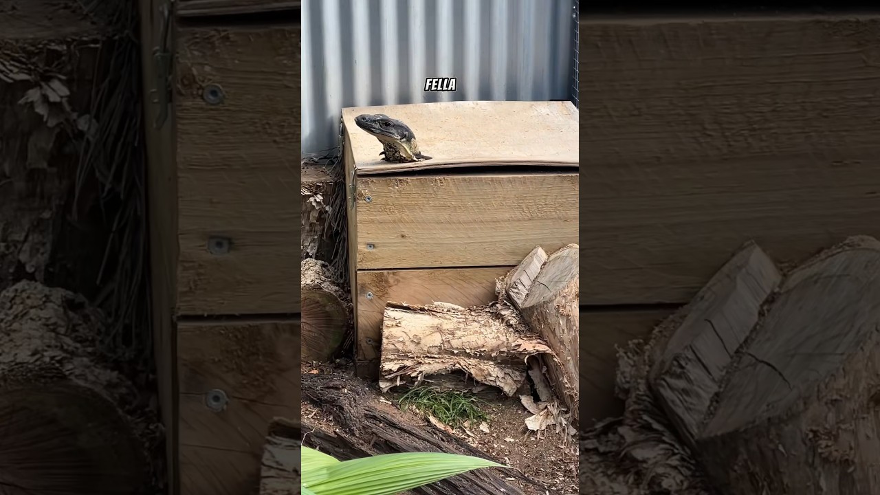 Dinner time with the Lace Monitors 🦎 #lizards #wildlife #lacemonitor #animals