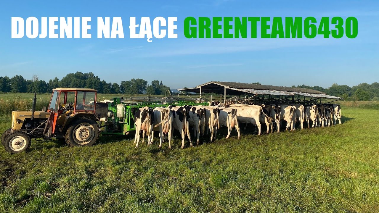 Dojenie krów na łąkach - GREENTEAM6430