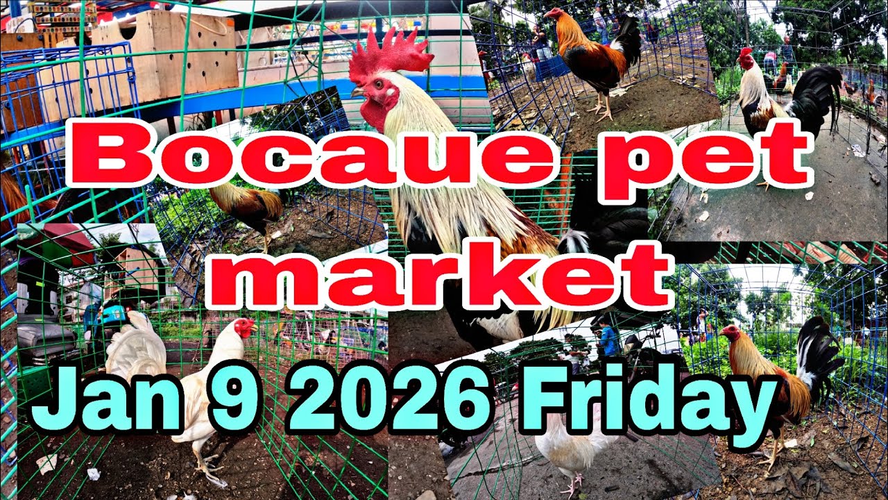 Bocaue pet market , Jan 9 2026 Friday .