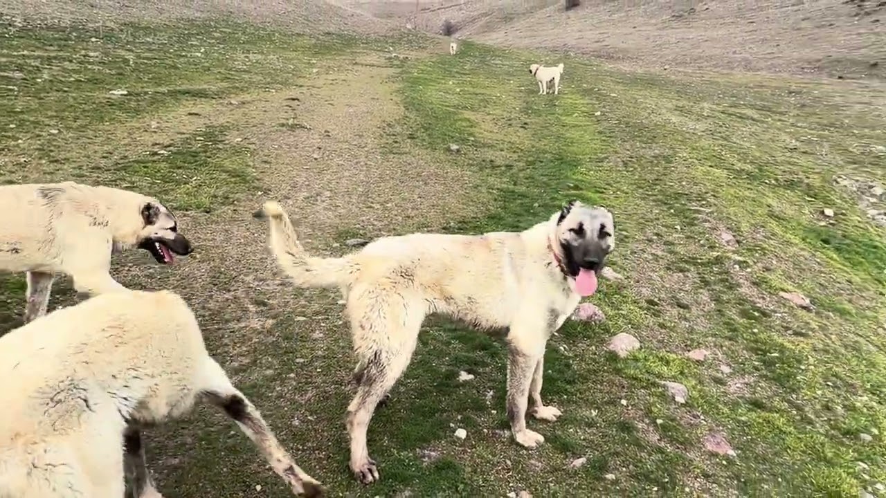 KANGALLARLA ARAZİDE GEZİYORUZ #automobile #kangal 