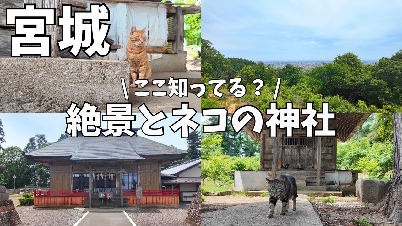 【宮城観光】ここ知ってる？絶景とネコの神社に行ってみた…✨
