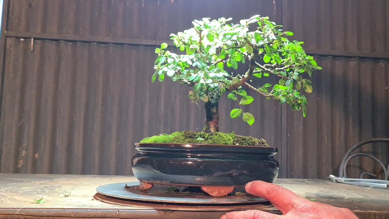 Baby Bonsai for beginners, Chinese elm, Aussie Bonsai Bloke