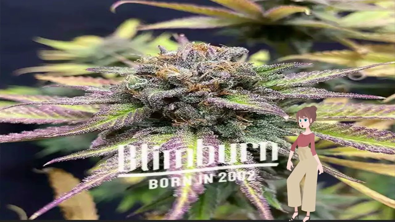 Jealousy - Blimburn Seeds
