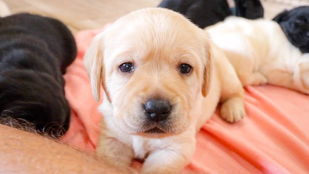 Helping Puppies On Their First Big Adventure!